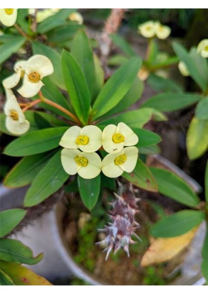 Videolu Sarı Dikenler Tacı Çiçeği Fidanı 1 Adet Saksılı 20-40 cm İç Mekan Bitkisi Kaktüs (Euphorbia)