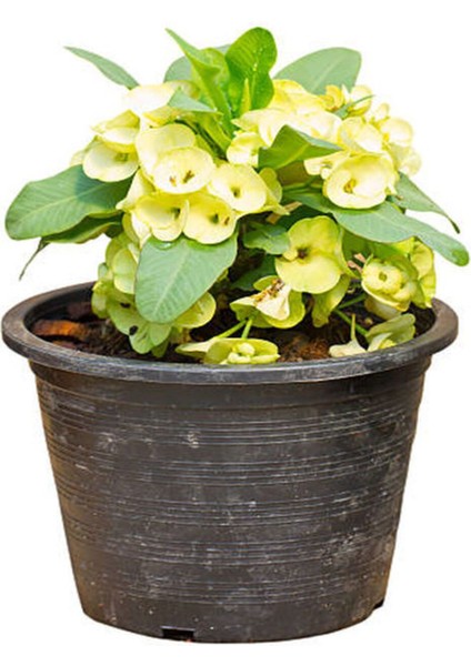 Videolu Sarı Dikenler Tacı Çiçeği Fidanı 1 Adet Saksılı 20-40 cm İç Mekan Bitkisi Kaktüs (Euphorbia)