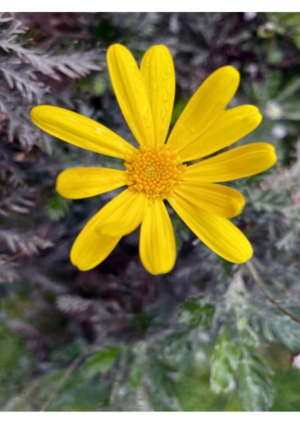 Videolu Sarı Çalı Papatyası 25-40 cm Saksılı Çiçekli Bodur Bitkiler (Euryops Pectinatus) fiyatları
