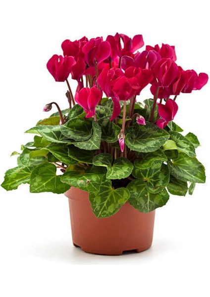 Videolu Kırmızı Sıklamen Çiçeği Fidanı 20-40 cm Saksılı Çiçekli Bodur Bitkiler Red Cyclamen