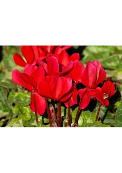 Videolu Kırmızı Sıklamen Çiçeği Fidanı 20-40 cm Saksılı Çiçekli Bodur Bitkiler Red Cyclamen fiyatları
