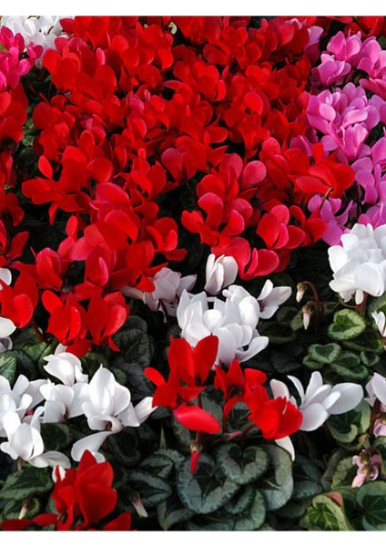 Videolu Kırmızı Sıklamen Çiçeği Fidanı 20-40 cm Saksılı Çiçekli Bodur Bitkiler Red Cyclamen modelleri