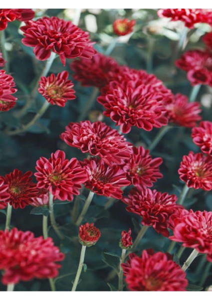 Videolu Kasımpatı Kırmızı-Turuncu 2 Adet Saksılı 15-30 cm Krizantem Çiçekli Bitki (Chrysanthemum) modelleri