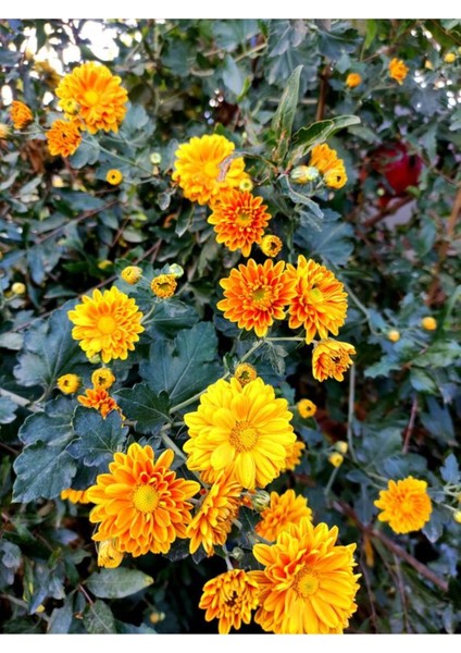 Videolu Kasımpatı Kırmızı-Turuncu 2 Adet Saksılı 15-30 cm Krizantem Çiçekli Bitki (Chrysanthemum) indirimleri