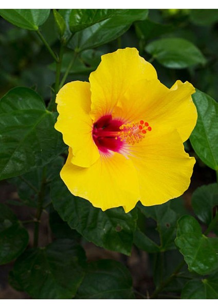 Videolu Sarı Renk Japon Gülü Çiçeği Fidanı 1 Adet Saksılı 50-70 cmBAHÇE Bitkisi (Hibiscus Rose)