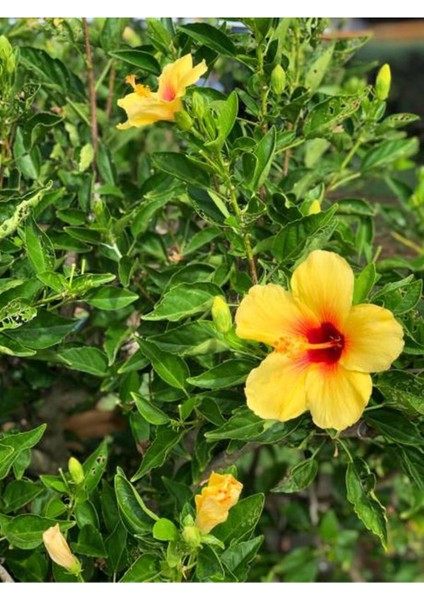 Videolu Sarı Renk Japon Gülü Çiçeği Fidanı 1 Adet Saksılı 50-70 cmBAHÇE Bitkisi (Hibiscus Rose)