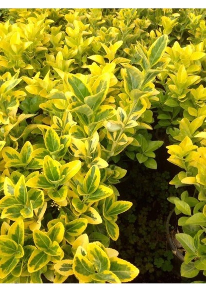 Videolu Gold Taflan Çiçeği Fidanı (30 50 cm)1 Adet Saksılı Dış Mekan Bitkisi Celastraceae
