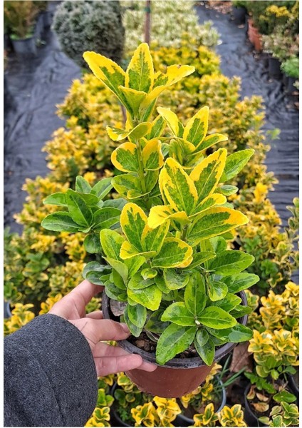 Videolu Gold Taflan Çiçeği Fidanı (30 50 cm)1 Adet Saksılı Dış Mekan Bitkisi Celastraceae