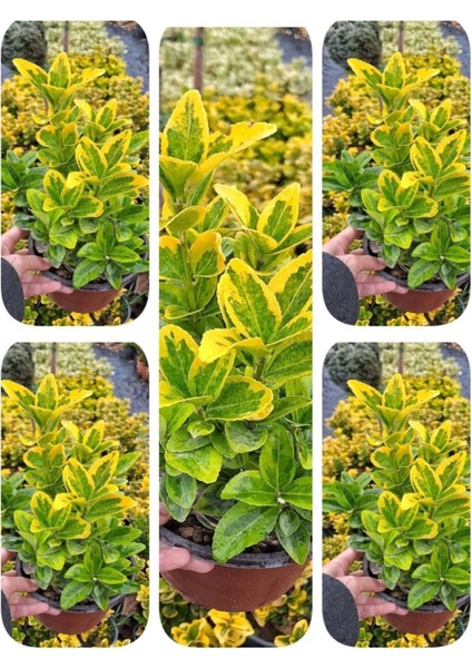 Videolu Gold Taflan Çiçeği Fidanı (30 50 cm)1 Adet Saksılı Dış Mekan Bitkisi Celastraceae