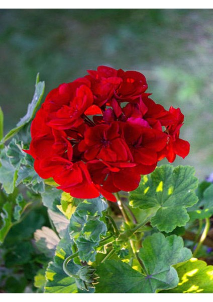Videolu Kırmızı Sakız Sardunya (30 50 cm)1 Adet Saksılı Çiçekli Bodur Bitki Geranium