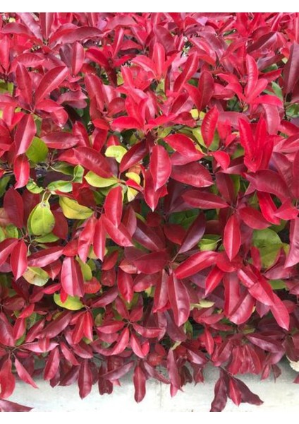 Videolu Alev Çalısı (40 60 cm)1 Adet Saksılı Dış Mekan Bitkisi Photinia Fraseri
