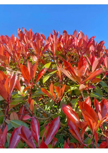 Videolu Alev Çalısı (40 60 cm)1 Adet Saksılı Dış Mekan Bitkisi Photinia Fraseri