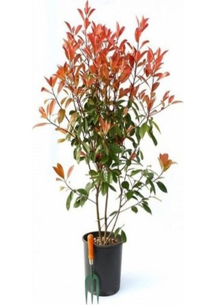 Videolu Alev Çalısı (40 60 cm)1 Adet Saksılı Dış Mekan Bitkisi Photinia Fraseri
