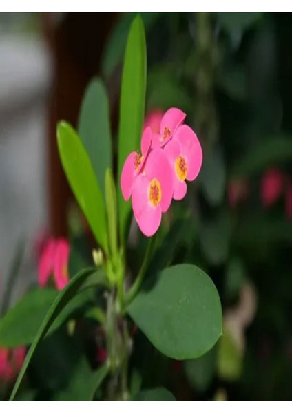 Videolu 1 Adet Pembe Renk Dikenler Tacı Çiçeği 15-35 cm Saksılı Çiçekli Bodur Bitki Euphorbia Milii