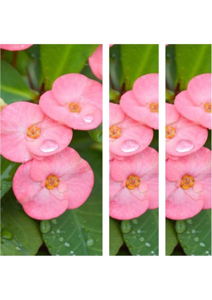 Videolu 1 Adet Pembe Renk Dikenler Tacı Çiçeği 15-35 cm Saksılı Çiçekli Bodur Bitki Euphorbia Milii