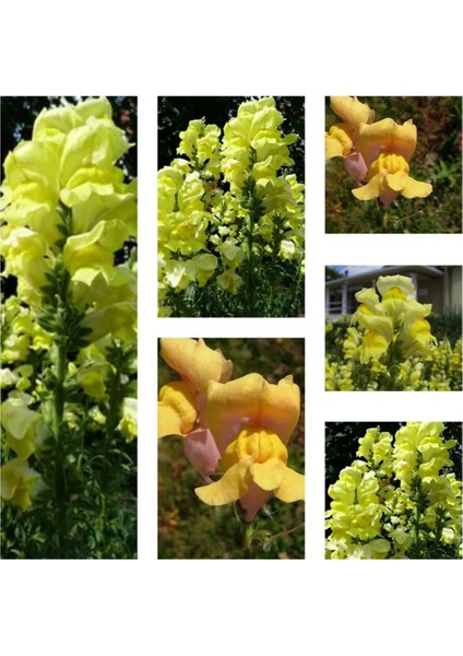 Videolu 10'lu Sarı Aslanağzı Çiçeği Fidanı 5-15 cm Tüplü Çiçekli Bodur Antirrhinum Majus
