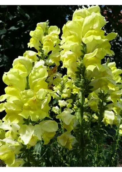 Videolu 10'lu Sarı Aslanağzı Çiçeği Fidanı 5-15 cm Tüplü Çiçekli Bodur Antirrhinum Majus