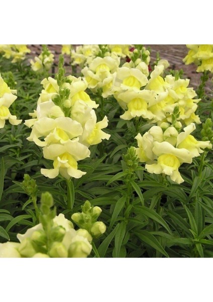 Videolu 10'lu Sarı Aslanağzı Çiçeği Fidanı 5-15 cm Tüplü Çiçekli Bodur Antirrhinum Majus