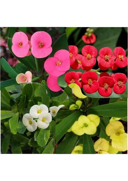 Videolu 4 Adet Karışık Renk Dikenler Tacı Çiçeği Fidanı 15-25 cm Saksılı Çiçekli Bodur Euphorbia