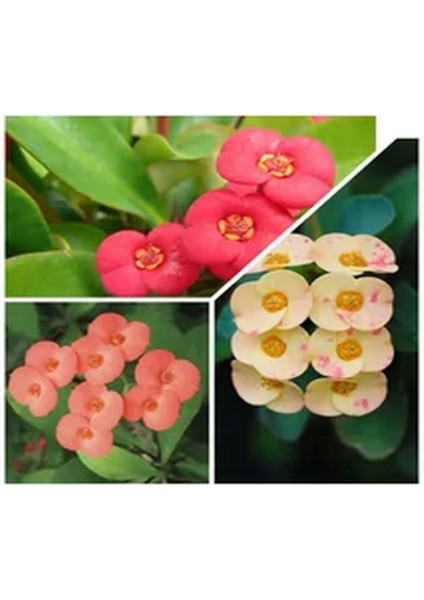 Videolu 4 Adet Karışık Renk Dikenler Tacı Çiçeği Fidanı 15-25 cm Saksılı Çiçekli Bodur Euphorbia