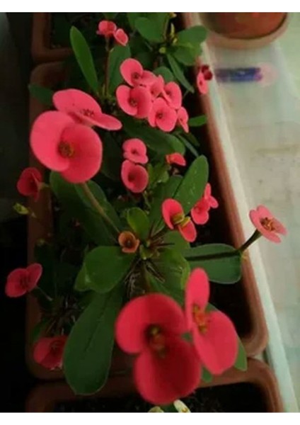 Videolu 4 Adet Karışık Renk Dikenler Tacı Çiçeği Fidanı 15-25 cm Saksılı Çiçekli Bodur Euphorbia