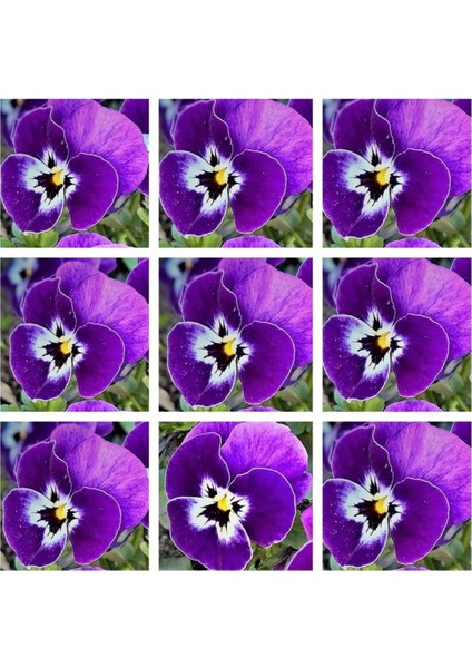 Videolu 30'lu Beyaz Mor Heraci Menekşe Çiçeği Fidanı 5-15 cm Tüplü Çiçekli Bodur Persian Violet
