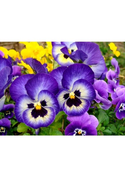Videolu 30'lu Beyaz Mor Heraci Menekşe Çiçeği Fidanı 5-15 cm Tüplü Çiçekli Bodur Persian Violet modelleri