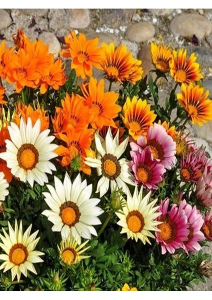 Videolu 10'lu Beyazlı Pembeli Gazanya Çiçeği Fidanı 15-25 cm Tüplü Çiçekli Bodur Bitkiler Gazania fırsatları