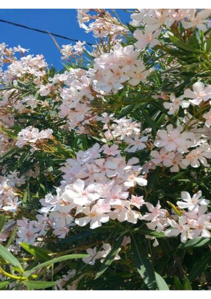 Videolu Beyaz Zakkum Çiçeği (50 70 cm)1 Adet Saksılı Çiçekli Bahçe Balkon Bitkisi Nerium Oleander