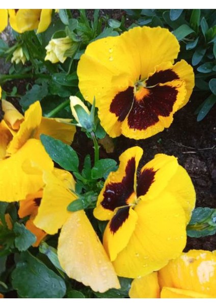 Videolu Sarı Kahverengili Hercai (5 15 cm)30 Adet Tüplü Çiçekli Bodur Bitki Viola Tricolor fiyatları