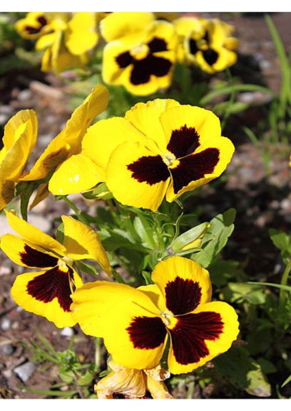 Videolu Sarı Kahverengili Hercai (5 15 cm)30 Adet Tüplü Çiçekli Bodur Bitki Viola Tricolor modelleri