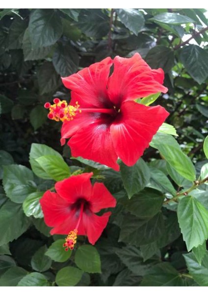 Videolu 3'lü Karışık Renk Japon Gülü Çiçeği 20-30 cm Tüplü Çiçekli Bodur Bitki (Camellia Japonica) fiyatları