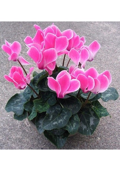 Videolu 1 Adet Pembe Sıklamen Çiçeği Fidanı 20-40 cm Saksılı Çiçekli Bodur Bitkiler Cyclamen fiyatları