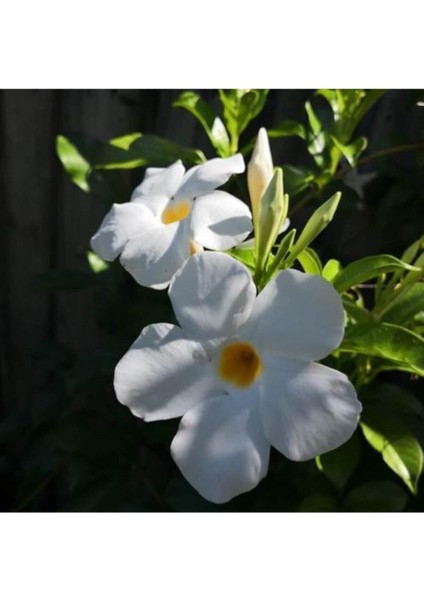 Videolu 3'lü Beyaz Renk Mandevilla Sarmaşığı Çiçeği 40-60 cm Tüplü Çiçekli Bodur Bitkiler modelleri