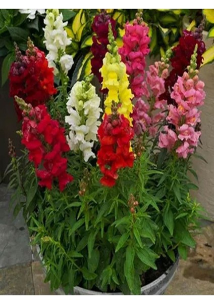 Videolu 10'lu Karışık Renk Aslanağzı Çiçeği Fidanı 5-15 cm Tüplü Çiçekli Bodur Antirrhinum Majus fiyatları