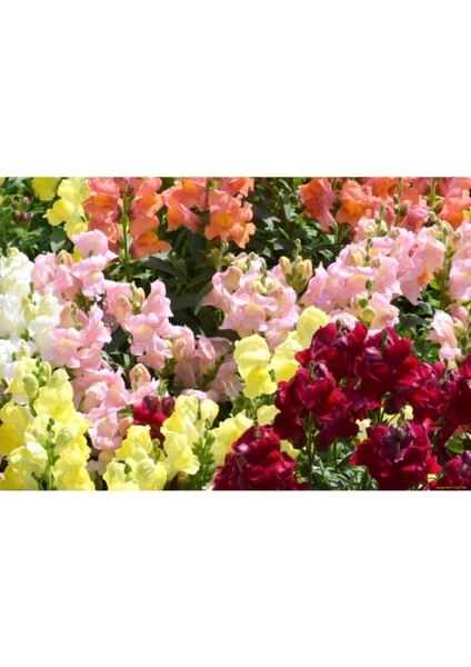 Videolu 10'lu Karışık Renk Aslanağzı Çiçeği Fidanı 5-15 cm Tüplü Çiçekli Bodur Antirrhinum Majus modelleri