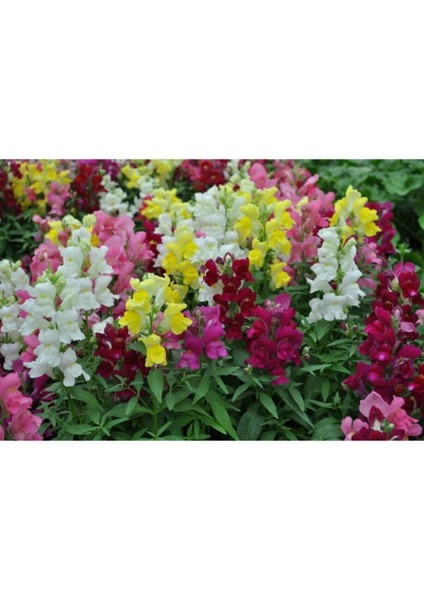 Videolu 10'lu Karışık Renk Aslanağzı Çiçeği Fidanı 5-15 cm Tüplü Çiçekli Bodur Antirrhinum Majus fırsatları