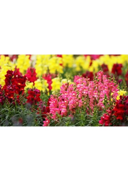 Videolu 10'lu Karışık Renk Aslanağzı Çiçeği Fidanı 5-15 cm Tüplü Çiçekli Bodur Antirrhinum Majus indirimleri