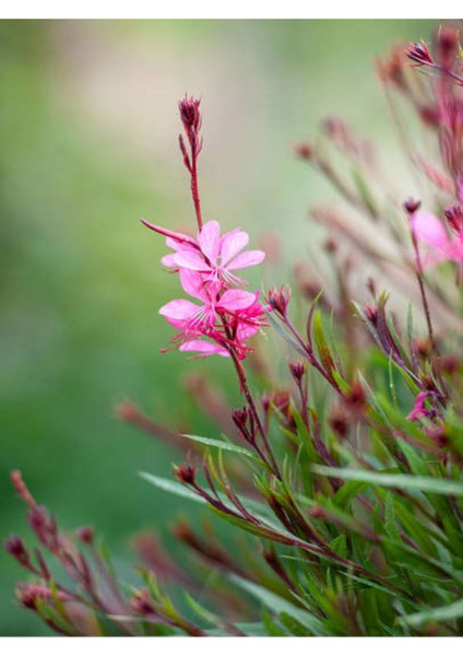 Videolu 1 Adet Pembe Renk Gaura Çiçeği Fidanı 15-45 cm Tüplü Çiçekli Bodur Bitkiler Lindheimeri