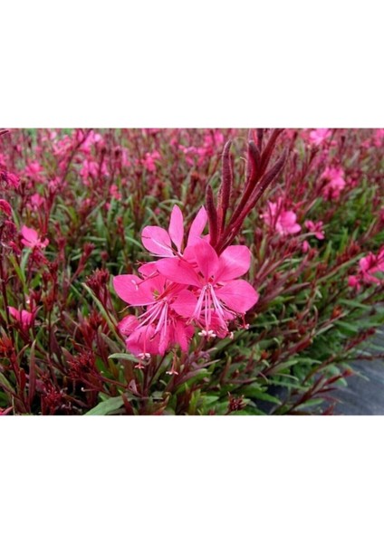 Videolu 1 Adet Pembe Renk Gaura Çiçeği Fidanı 15-45 cm Tüplü Çiçekli Bodur Bitkiler Lindheimeri