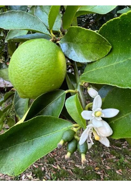 Videolu Bol Sulu Yediveren Limon (80 100 cm)1 Adet Saksılı/ Tüplü Citrus Limon
