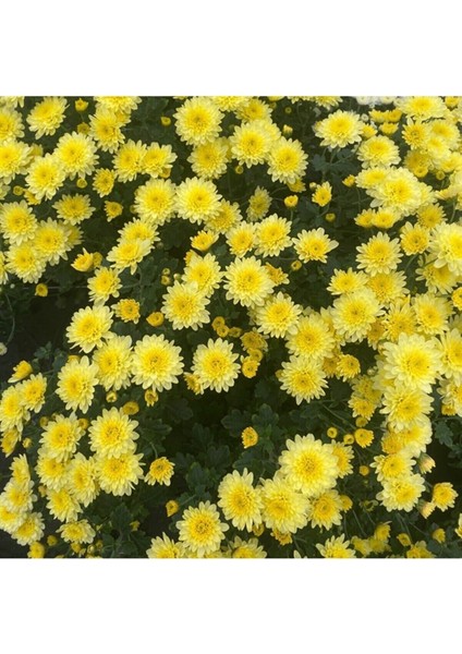 Videolu 1 Adet Sarı Renk Kasımpatı Çiçeği 15-25 cm Saksılı Çiçekli Bodur Bitkiler Chrysanthemum modelleri