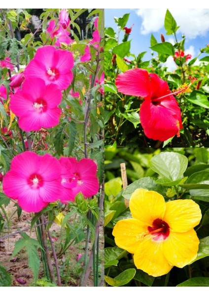 Videolu 3 Renk Japon Gülü (30 50 cm)3 Adet Saksılı Çiçeki Dış Mekan Bitkisi Hibiscus Rosa-Sinensis