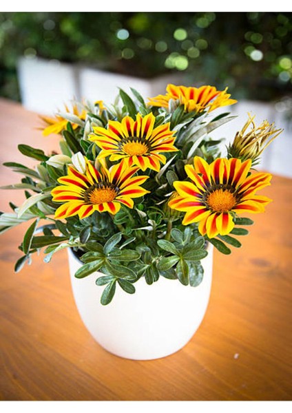 Sarı Renk Gazanya Çiçeği 1 Adet Saksılı/Tüplü(15-25 cm) Çiçekli Balon Bitkisi