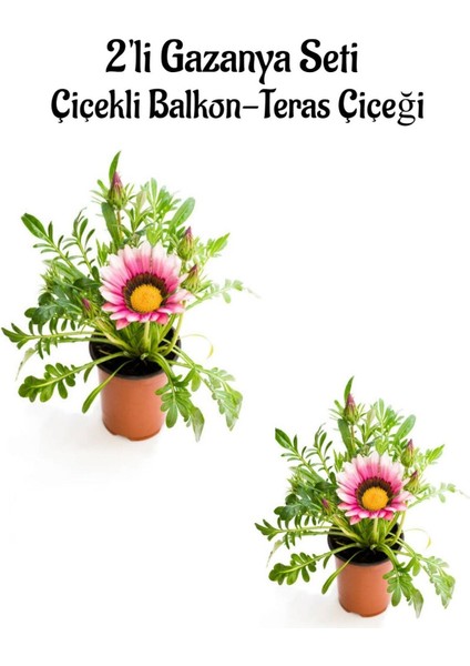 Pembe Beyaz Renk Gazanya Çiçeği 2 Adet SAKSILI(10-20 cm) Bahçe Balkon Çiçeği