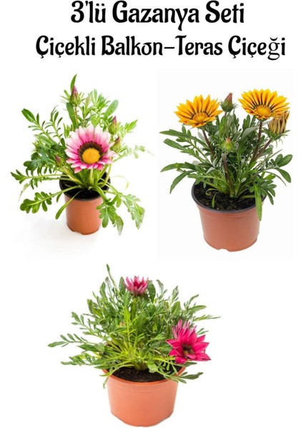 Pembe Beyaz-Sarı-Pembe Renk Gazanya Çiçeği 3 Adet Saksılı 10-20 cm Balkon Çiçeği