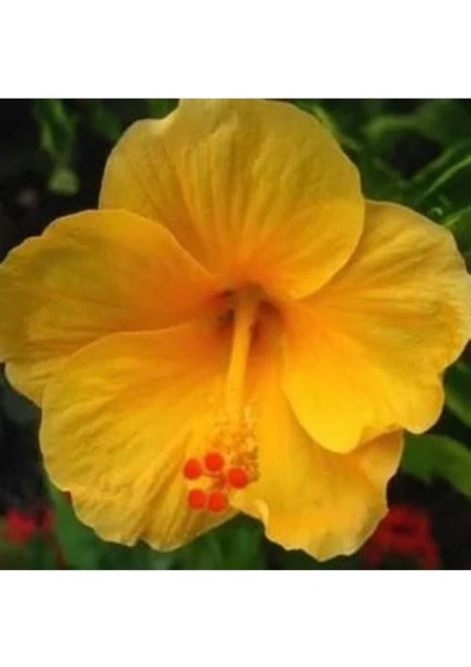 Videolu Sarı Renk Japon Gülü Çiçeği Fidanı 1 Adet Saksılı 50-70 cmBAHÇE Bitkisi (Hibiscus Rose)