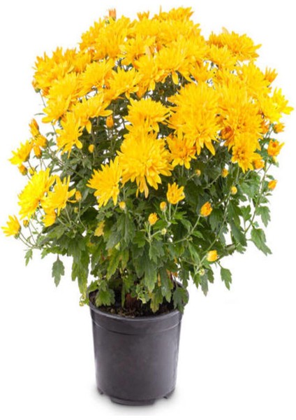 Videolu Sarı Kasımpatı 2 Adet Saksıda 15-30 cm Çiçekli Bitki Krizantem (Chrysanthemum) fiyatları