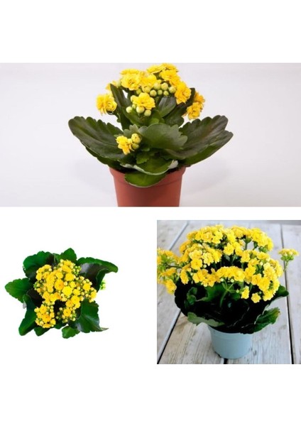 Videolu Karışık Renk Kalanchoe Çiçeği (Emel Hanım) 4lü Set Saksılı Çiçekli Bodur Mix Kalanchoe fiyatları
