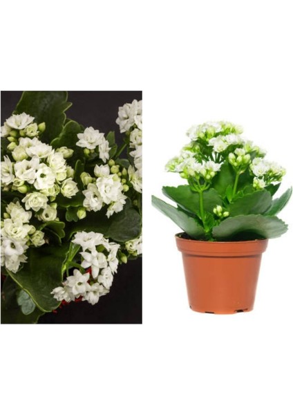 Videolu Karışık Renk Kalanchoe Çiçeği (Emel Hanım) 4lü Set Saksılı Çiçekli Bodur Mix Kalanchoe modelleri